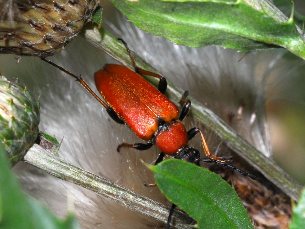 Cerambycidae: Stictoleptura rubra? S, femmina